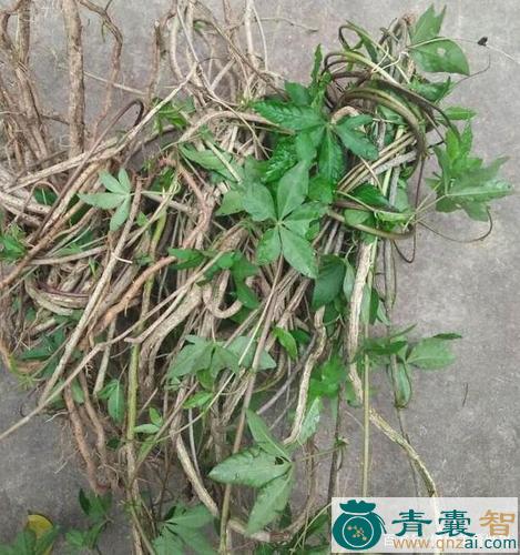 中药材五金龙图片