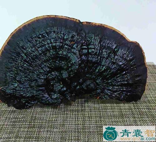 五鼎芝的性状性味归经以及功效用法和注意事项-青囊智