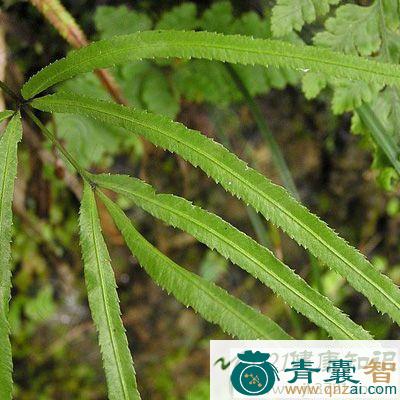 中药材五齿剑图片