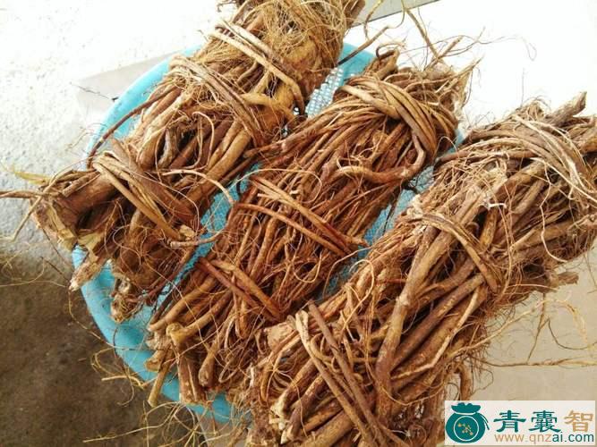 中药材五龙根图片