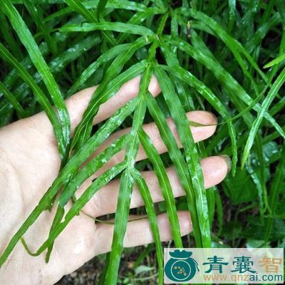 井边凤尾的性状性味归经以及功效用法和注意事项-青囊智