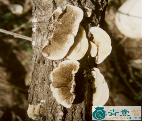 中药材亚黑管菌图片