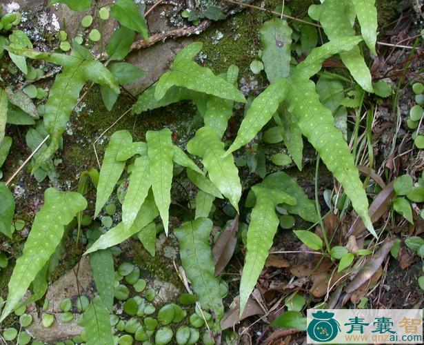 中药材交连假瘤蕨图片