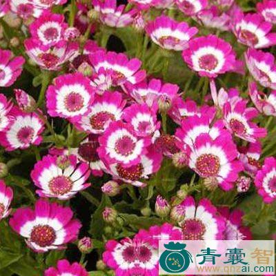 亮光菜的以及功效用法-青囊智