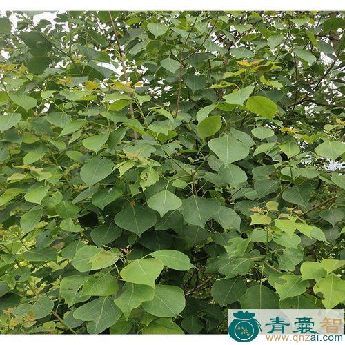 中药材亮叶子树图片
