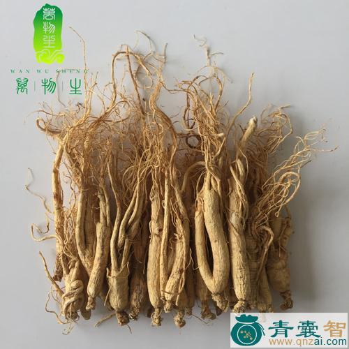 中药材人参条图片