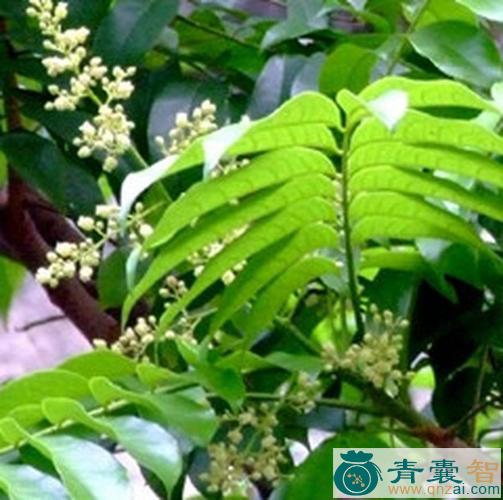 中药材人面子根皮图片
