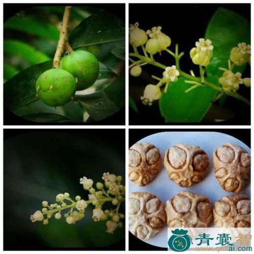 中药材人面果图片
