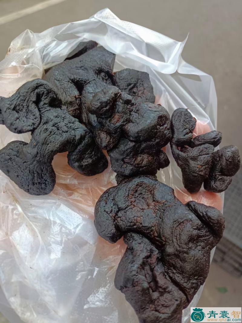 仙人头发的性状性味归经以及功效用法-青囊智