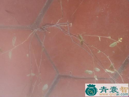 中药材仙人撒网图片