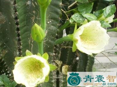 中药材仙人杖图片