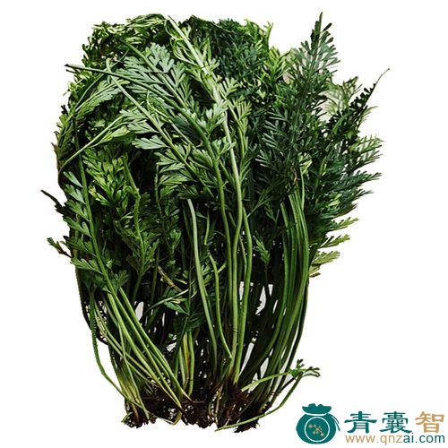 仙人架桥的性状性味归经以及功效用法-青囊智