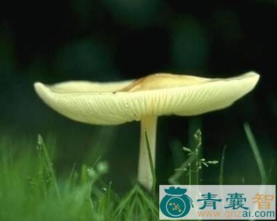 中药材仙环小皮伞图片