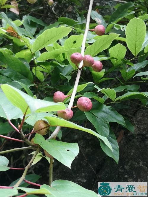 仙茅果的性味归经以及功效用法-青囊智