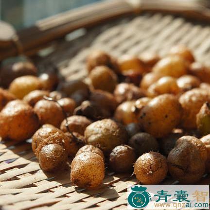 仙鹅抱蛋的性味归经以及功效用法-青囊智