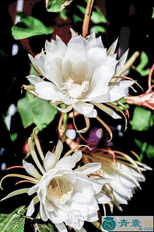中药材优昙花图片