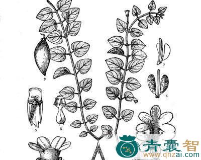中药材会东藤图片
