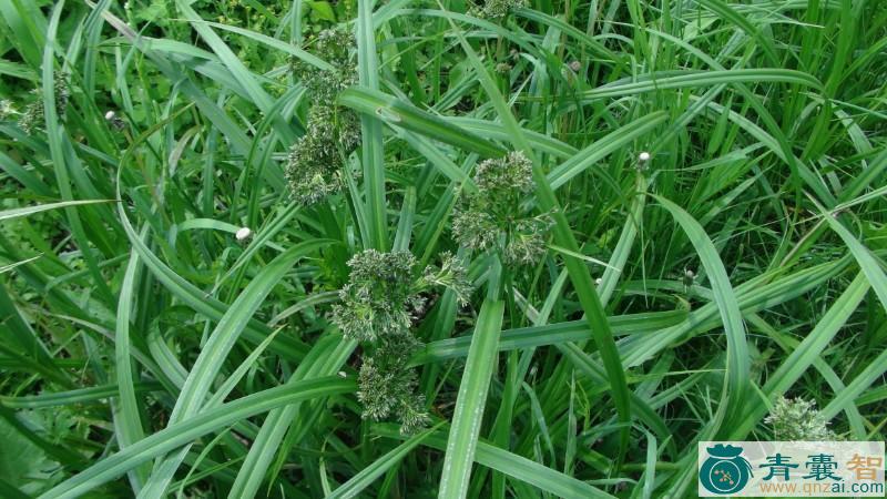 伞序三棱草-青囊智