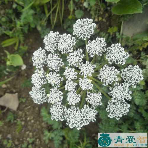 中药材伞形棱菜图片