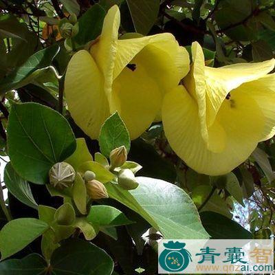 中药材伞杨图片