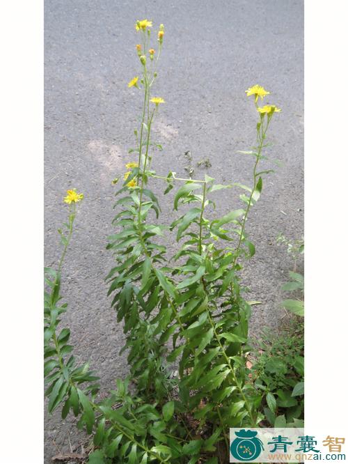 中药材伞花山柳菊图片