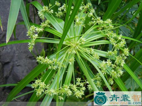 中药材伞莎草图片