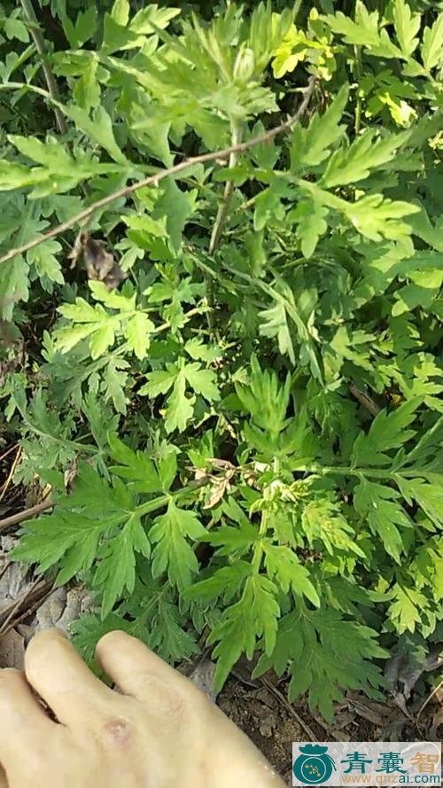 中药材伤口草图片