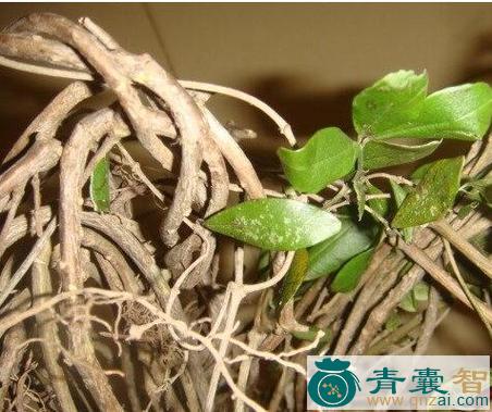 中药材伸筋藤图片