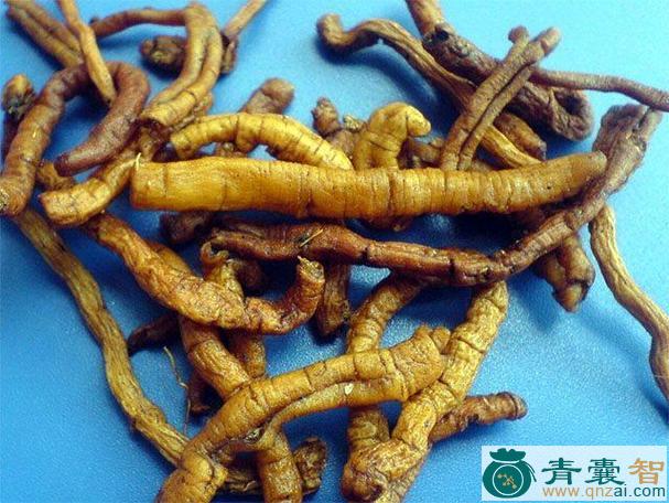 伸筋蘑的性状性味归经以及功效用法和注意事项-青囊智