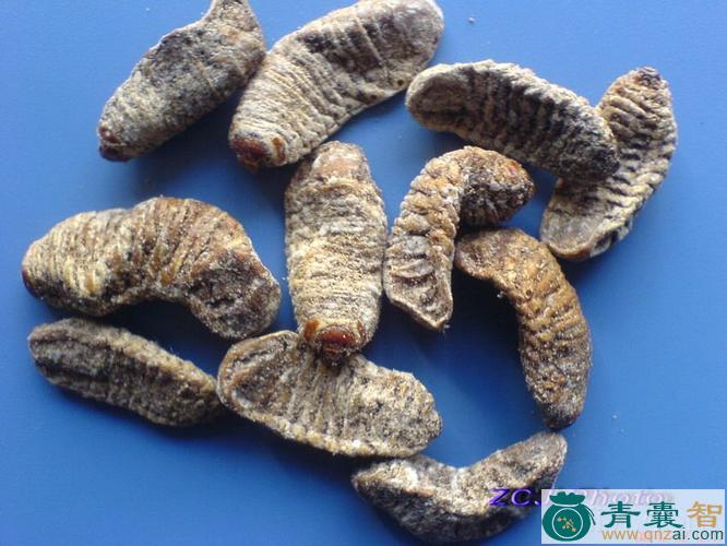 中药材似鲮鲴鱼图片
