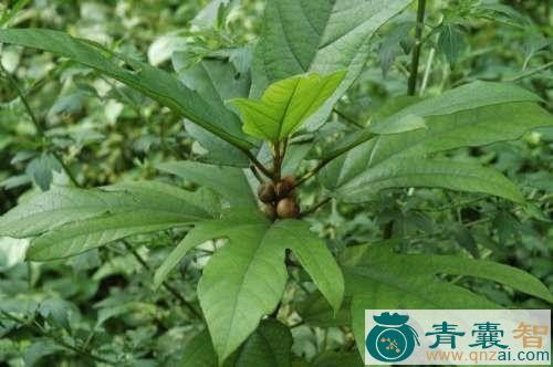 中药材佛掌榕图片