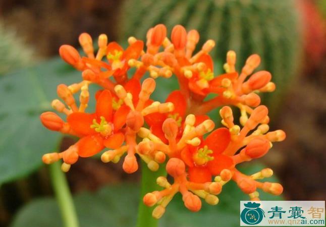 中药材佛肚花图片