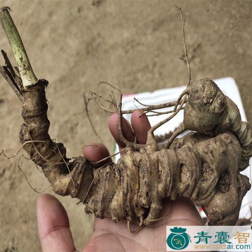 作角乌的性状性味归经以及功效用法-青囊智