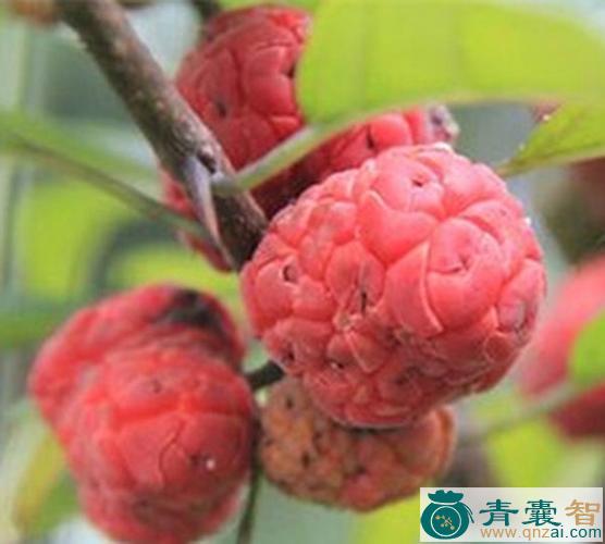 中药材佳子图片