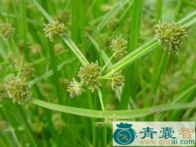 侯莎的性味归经以及功效用法-青囊智