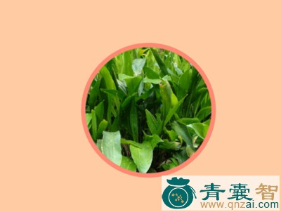 中药材俞莲图片