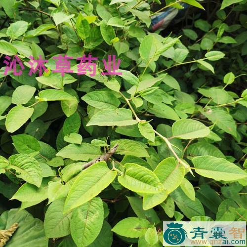 中药材信饭藤图片