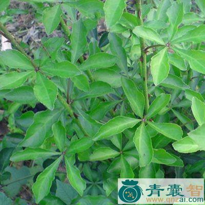 中药材倒卵叶五加图片