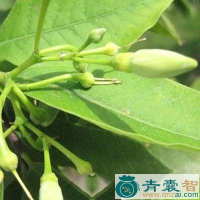 中药材倒吊蜡烛图片