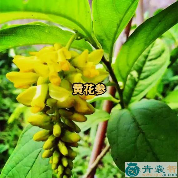 中药材倒吊黄花图片