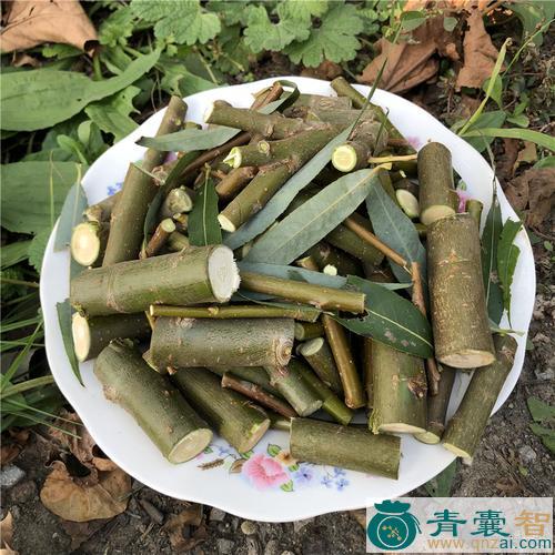 中药材倒垂柳图片