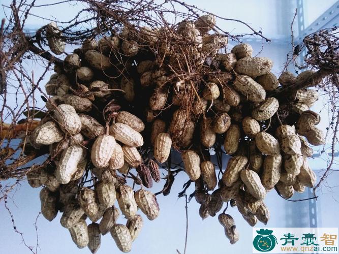 中药材倒杆章图片