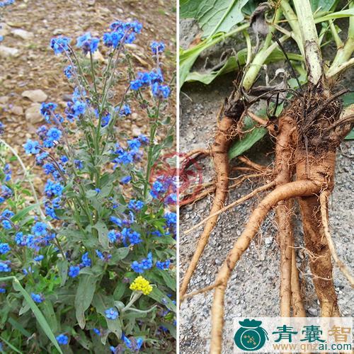 中药材倒根草图片