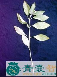倒盖菊的性状性味归经以及功效用法和注意事项-青囊智