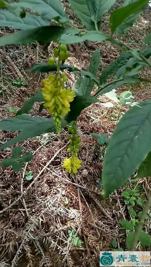 中药材倒花草图片