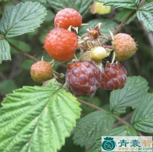 中药材倒赤伞图片