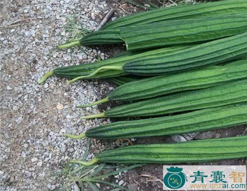 中药材倒阳菜图片