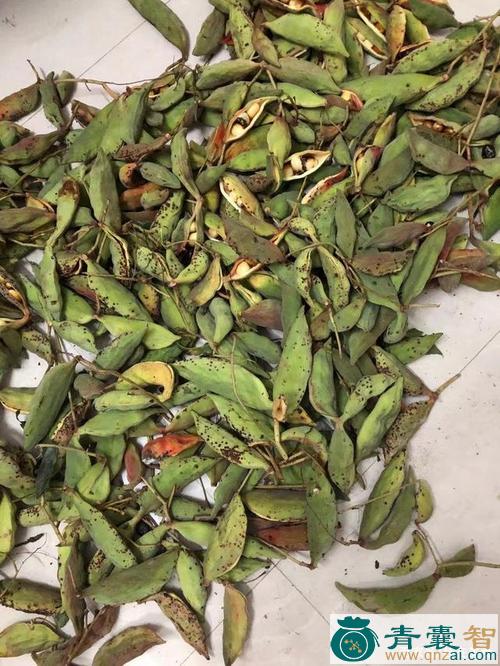 中药材假九层皮图片