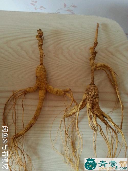 假人参的性状性味归经以及功效用法-青囊智