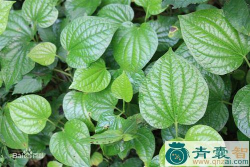 假仙草的性状性味归经以及功效用法-青囊智